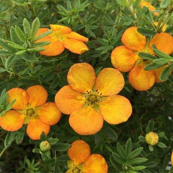 Potentilla Fruticosa ''Bella Sol'' - Shrubby Cinquefoil