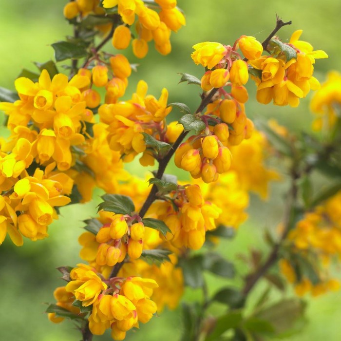 Berberis Darwinii - Barberry