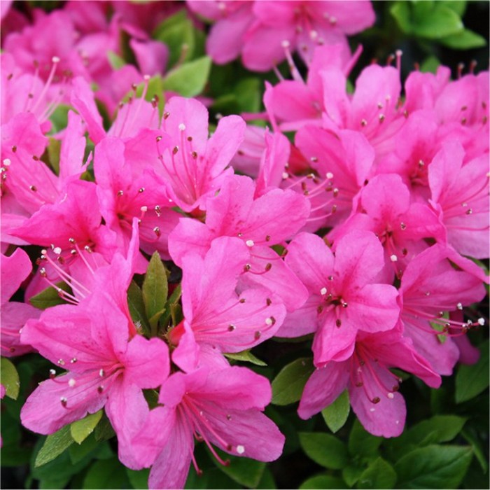 Azalea japonica Anouk - Evergreen Pink Azalea