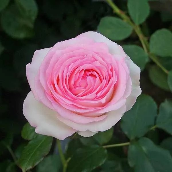 Large 6-7ft Specimen Climbing Rose - Pink Eden Rose (Pierre de Ronsard)
