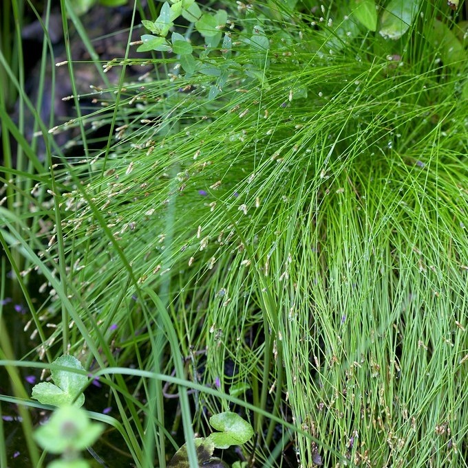 Scirpus Cernuus Isolepis Cernua Fiber Optic Plant