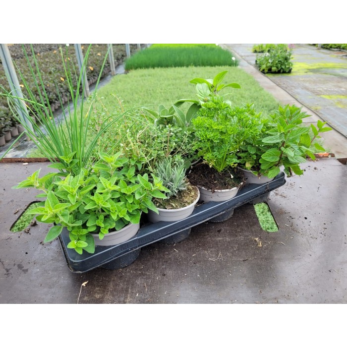 Eight Plant Ultimate Kitchen Garden Herb Collection 6b3 
