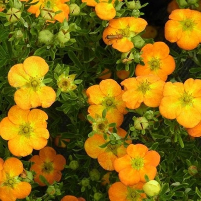 Potentilla Fruticosa ''Bella Sol'' - Shrubby Cinquefoil