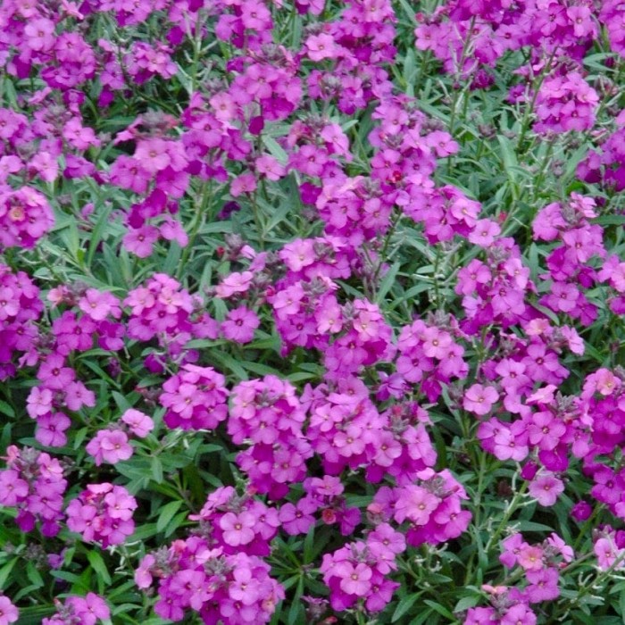 Erysimum Poem Lilac - Perennial Wallflower