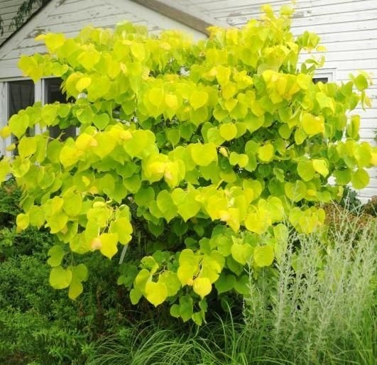 SPECIAL DEAL - Cercis canadencis Hearts of Gold - circa 80-120cms tall