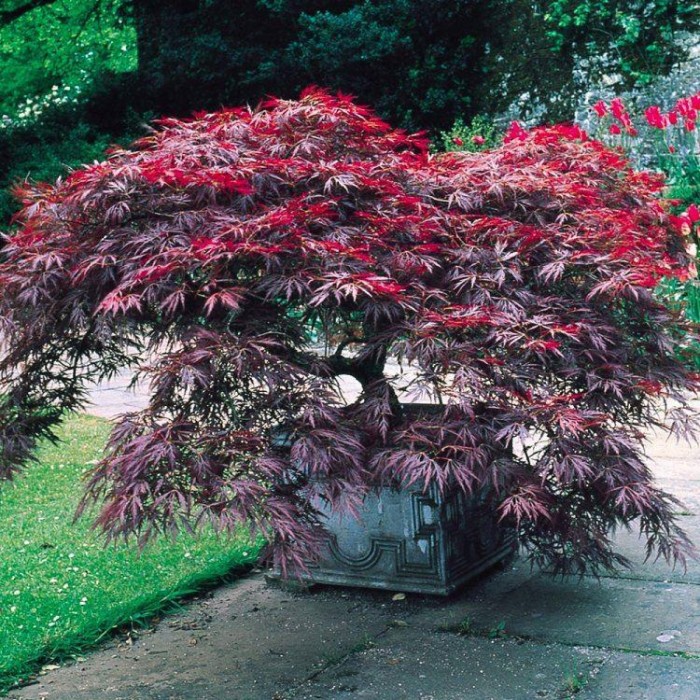 Acer palmatum dissectum Garnet