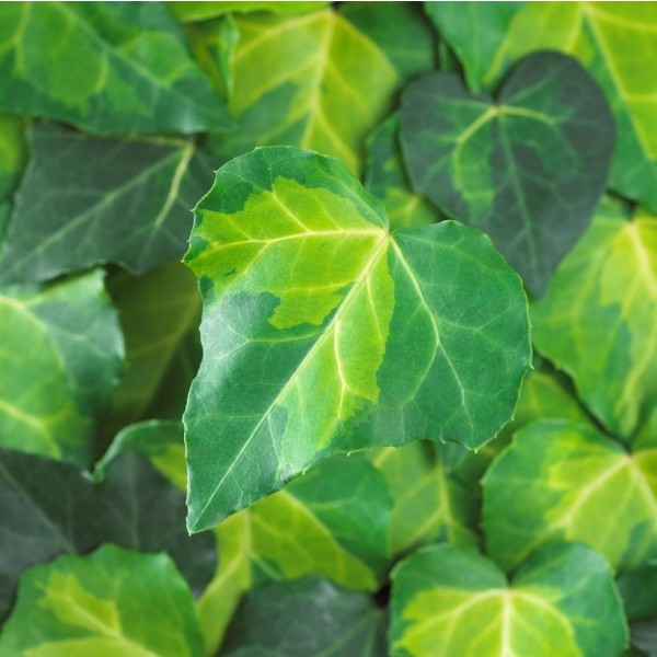 Ivy plants for sale UK | Buy climbing ivy plants