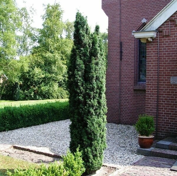 Taxus baccata Fastigata Robusta - Green Fastigate Yew circa 80-120cm