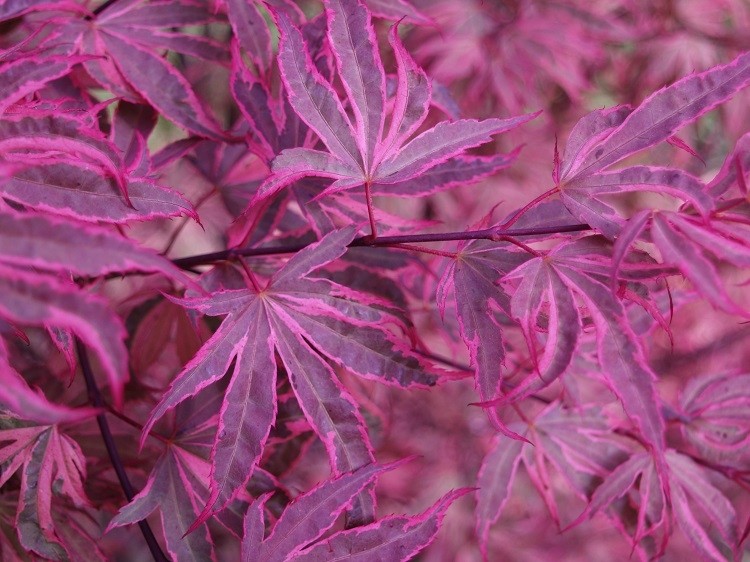 Acer Palmatum Pink Passion - Striking Japanese Maple Shirazz