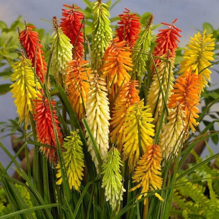 Kniphofia 'Flamingo' - Flamenco Red Hot Poker