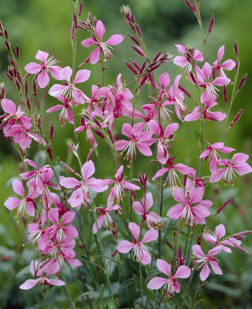 Gaura Siskiyou Pink