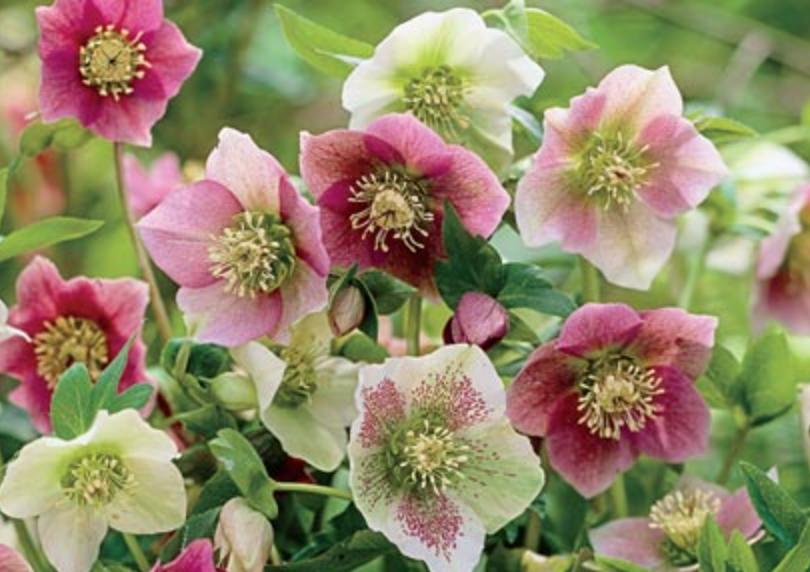 Helleborus orientalis Hybrids - Hellebore - Pack of SIX Plants