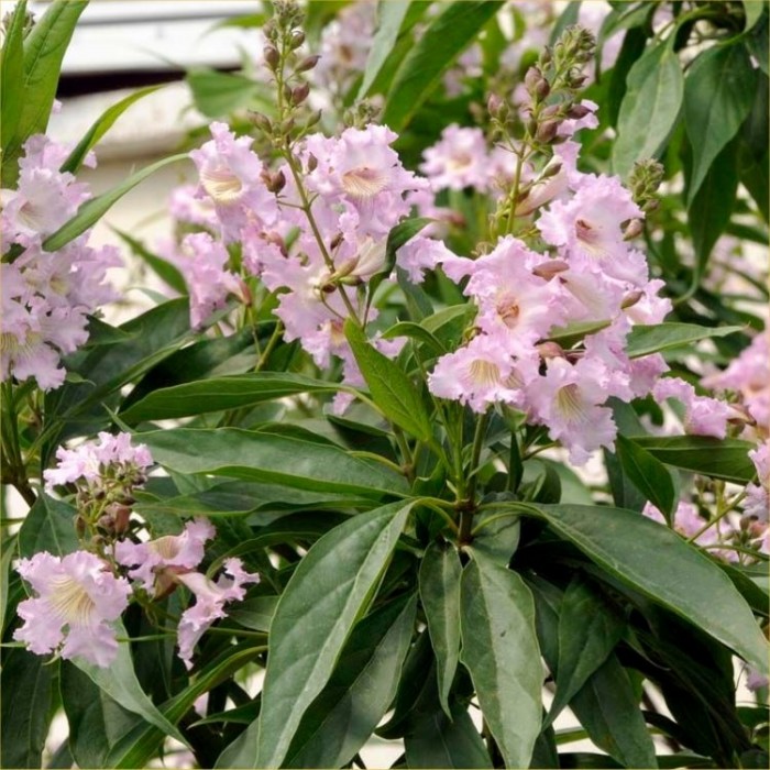 Chitalpa tashkentensis Summer Bells - Desert Willow