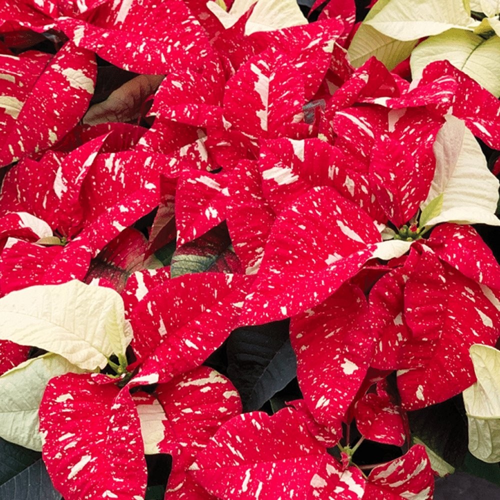 Poinsettia - 'Red Glitter' in White Pot