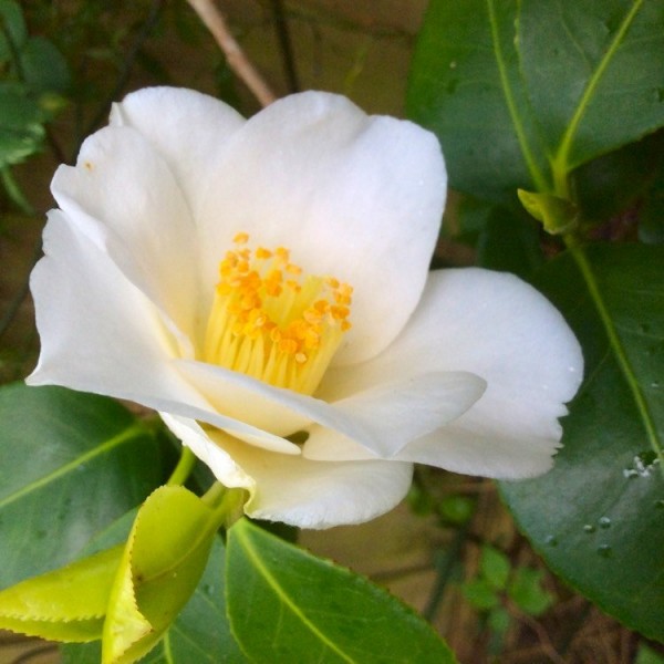 Buy Camellia plants | Camellia shrubs online for UK delivery