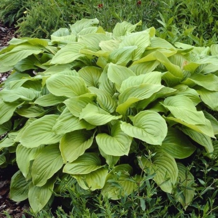 Hosta 'Royal Standard'