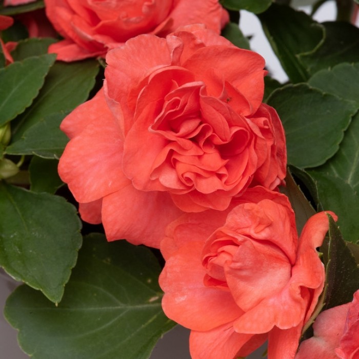 Busy Lizzie Glimmer Salmon Double Flowering Impatiens