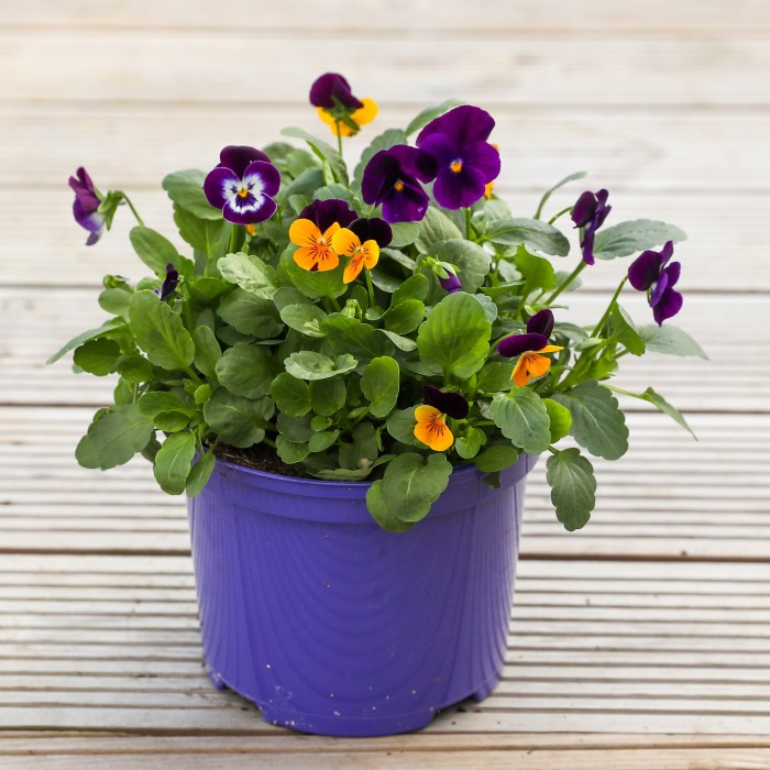 Flowering Viola - Northern Lights - In Bud & Bloom