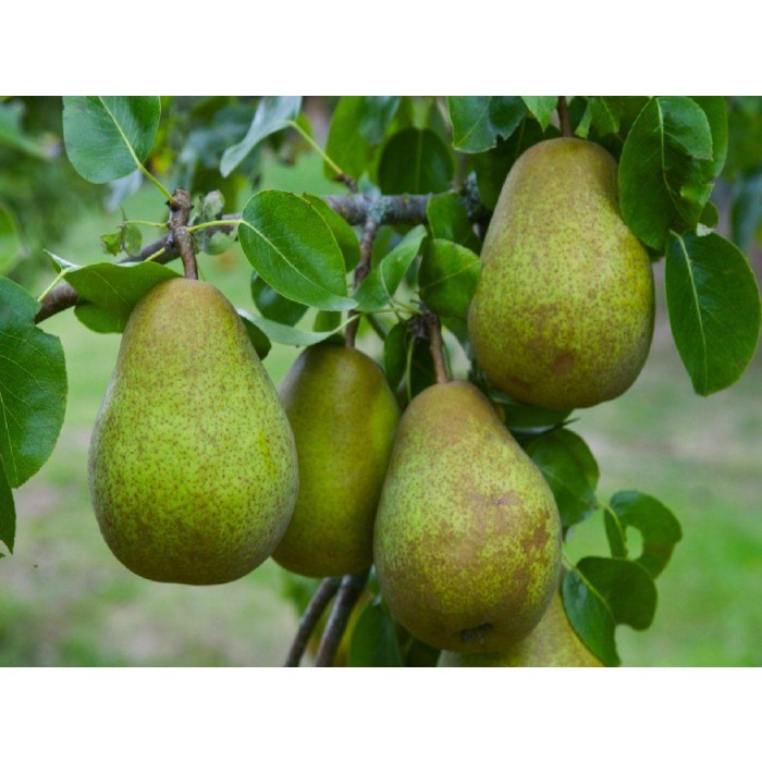 PEAR TREE - Multi-Variety Fruit Tree - PEAR - 5 varieties on one Tree!