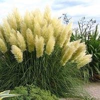 Sunningdale Silver Pampas Grass - Cortaderia selloana Large Specimen Plant