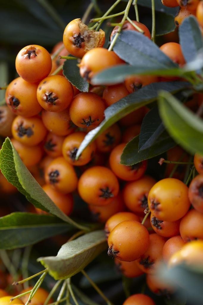 Pyracantha Orange Glow Firethorn Large Approx 6ft Hedging Pyracantha 1989