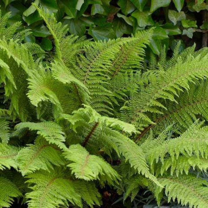 Polystichum setiferum 'Herrenhausen' - Soft Sheild Fern