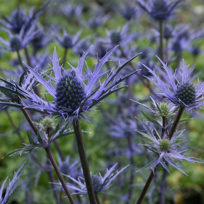 Eryngium Lapis Blue - Eryingium - Blue Sea Holly