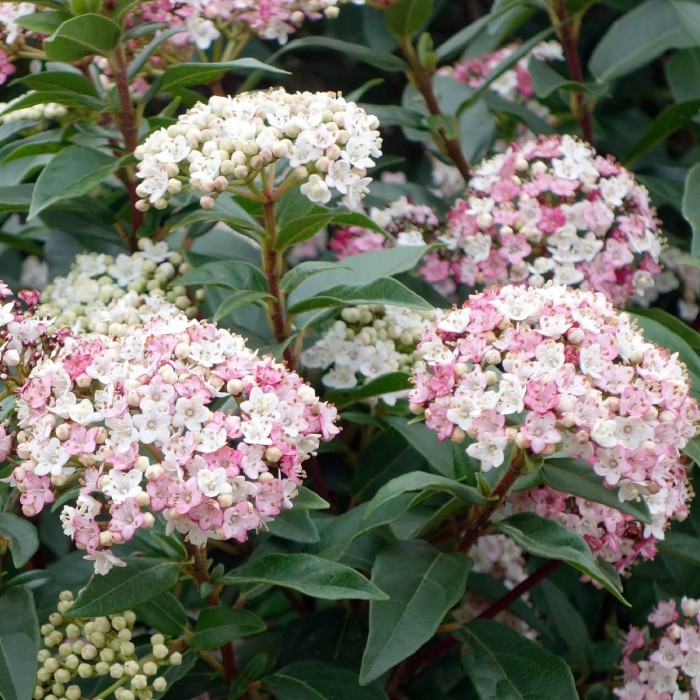 SPECIAL DEAL - Large Evergreen Viburnum tinus Lisa Rose in Bud & Bloom