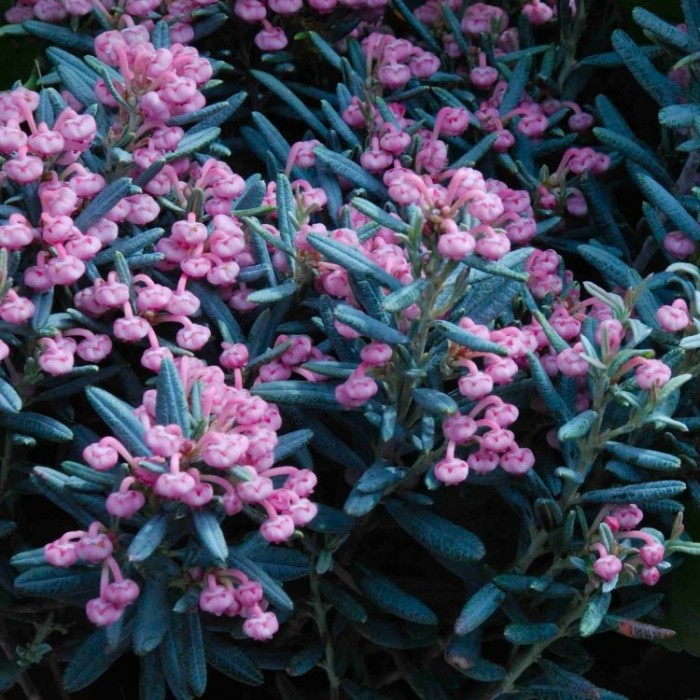 Andromeda Polifolia Blue Ice