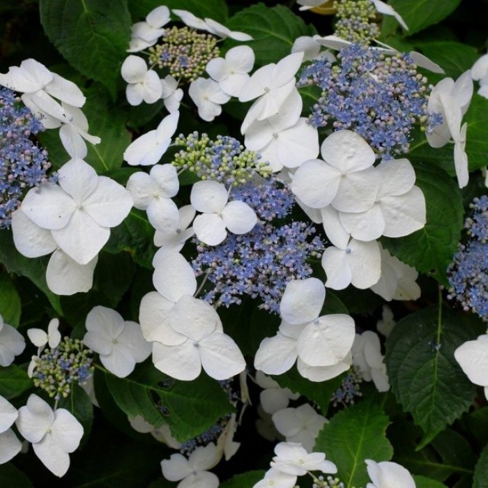 Hydrangea macrophylla 'Libelle'