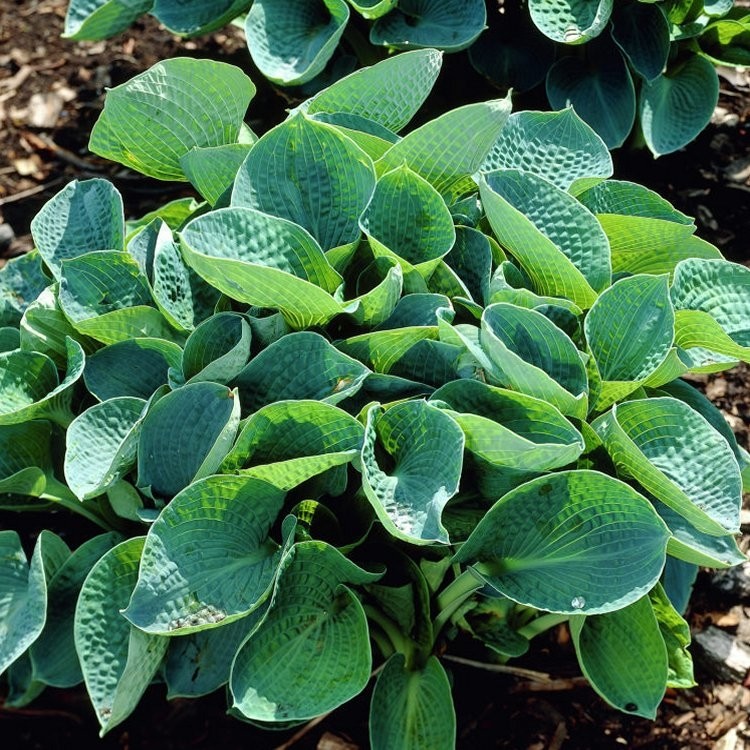 Hosta Abiqua Drinking Gourd