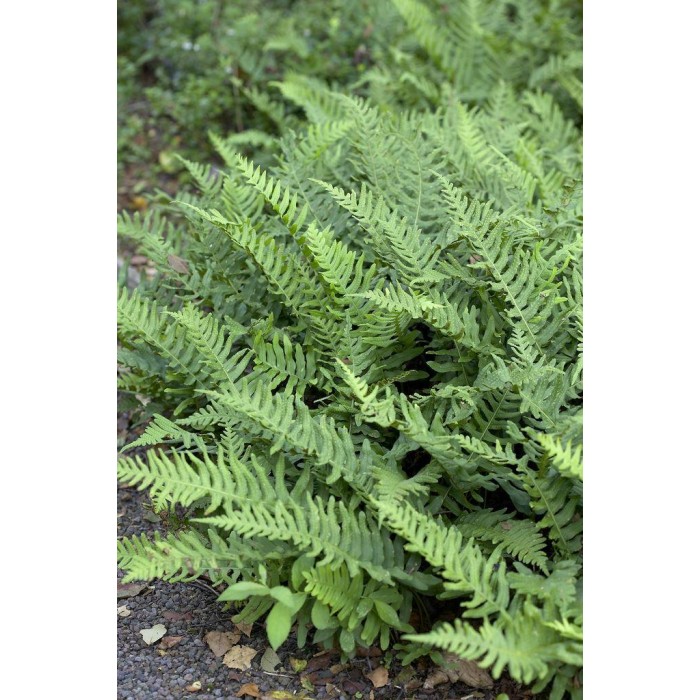 Polypodium vulgare - Common Polypody Fern