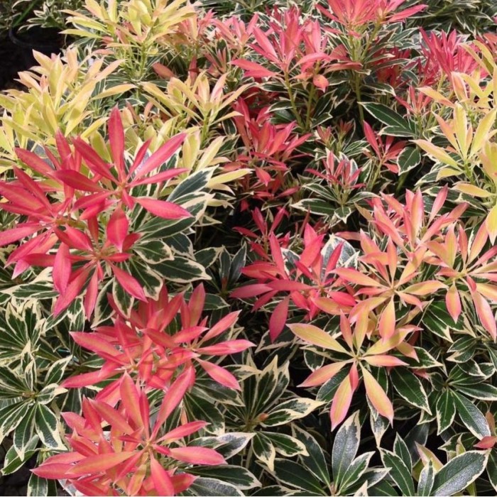 Pieris japonica Flaming Silver