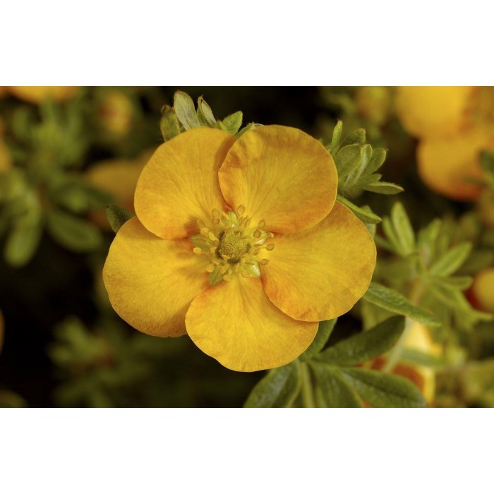 Potentilla Fruticosa 'Tangerine' - Shrubby Cinquefoil