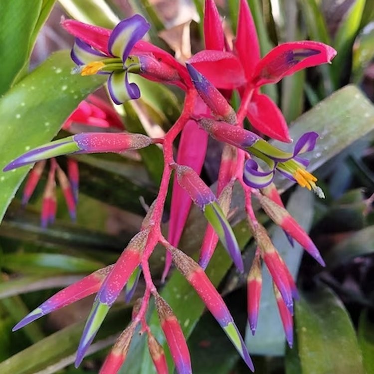 Hardy Garden Bromeliad - Billbergia nutans 'Tears of Joy'