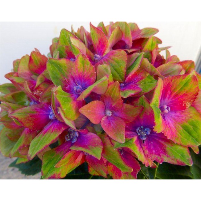 Hydrangea Glam Rock - Amazing Multi-Coloured Schloss Wackerbarth Hardy  Hydrangea Shrub - XL Plant