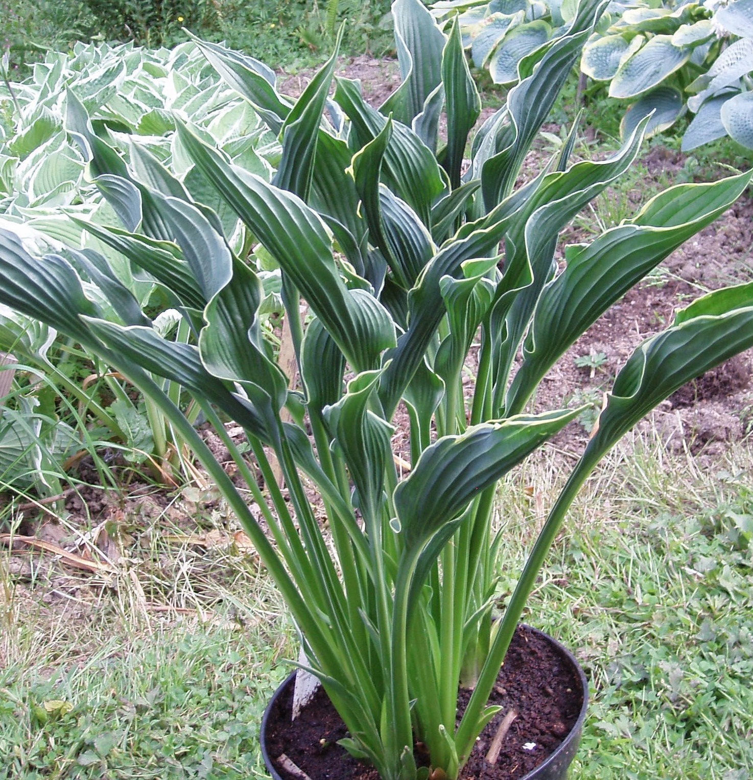 Hosta Praying Hands