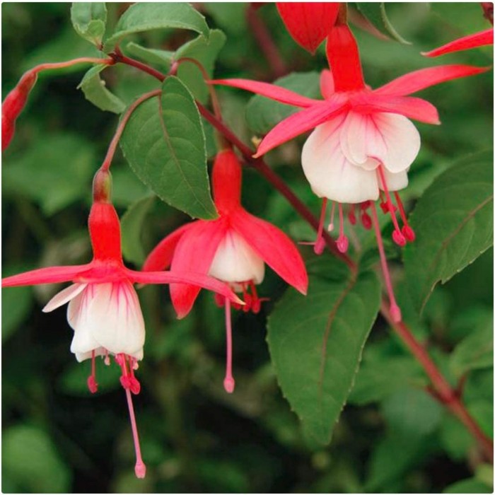 Fuchsia Lady Thumb - Hardy Fuchsia