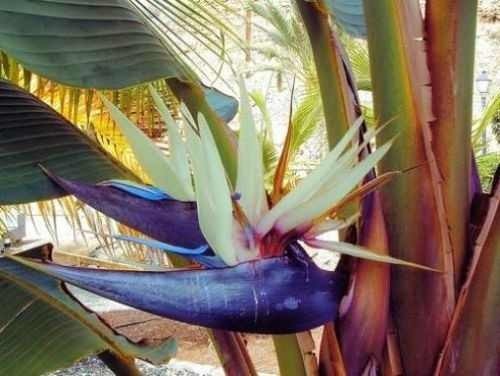 RARE - Strelitzia nicolai - LARGE White Bird of Paradise Plant circa  100-120cm tall