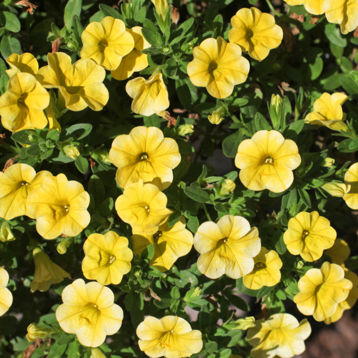 Calibrachoa Lia Yellow Imp