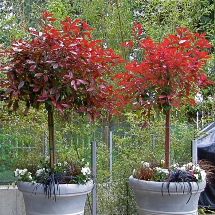 Photinia fraseri ''Red Robin'' - Compact 100-120cm STANDARD Tree