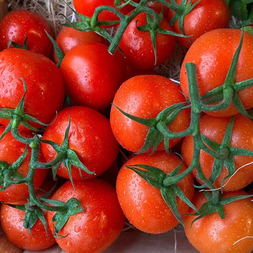 tomato-plant-pomona