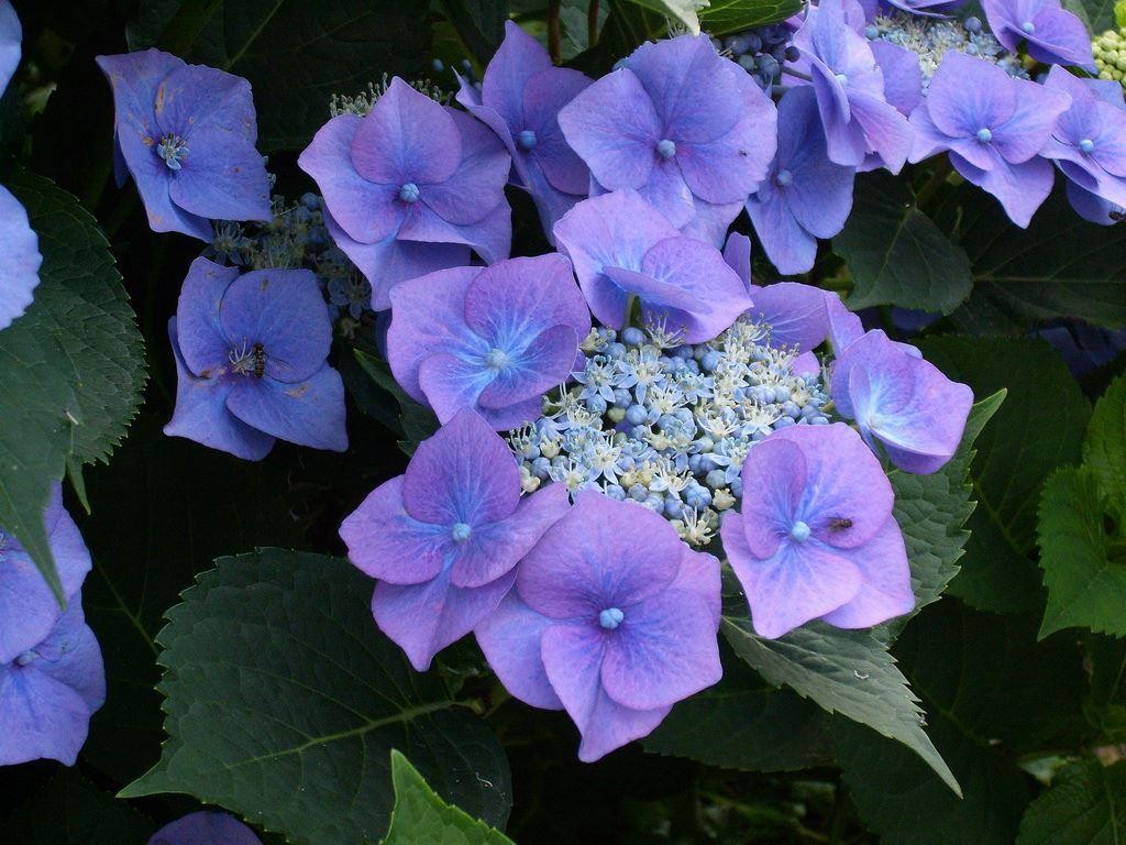 Hydrangea macrophylla Blauling - Blue Bird - Blue teller Lace Cap