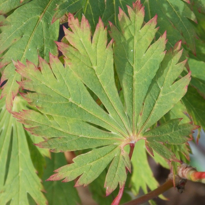 Acer japonicum Aconitifolium - Full Moon Maple