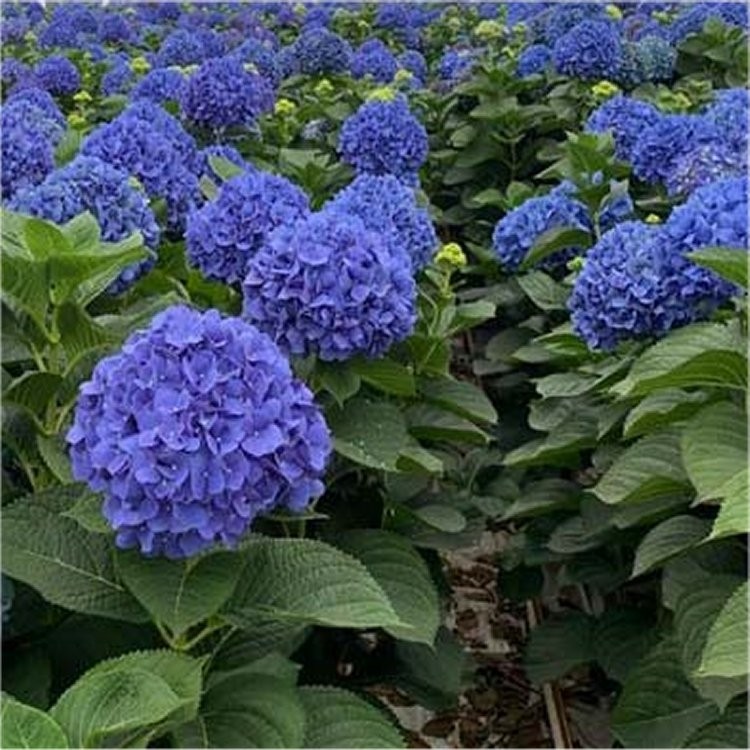 Image of Hydrangea macrophylla 'Mophead', free to use