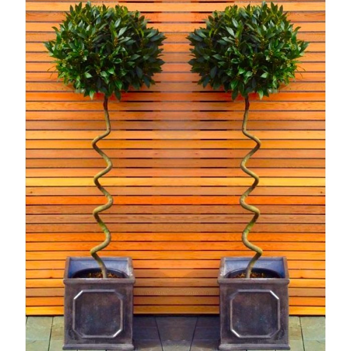 Pair Of Corkscrew Standard Lollipop Spiral Bay Trees - Laurus Nobilis ...