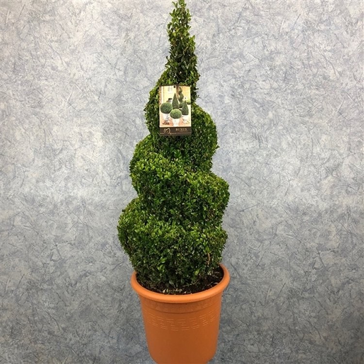 Spiral Topiary Buxus - Corkscrew Box wood Tree - Circa 100-120cms