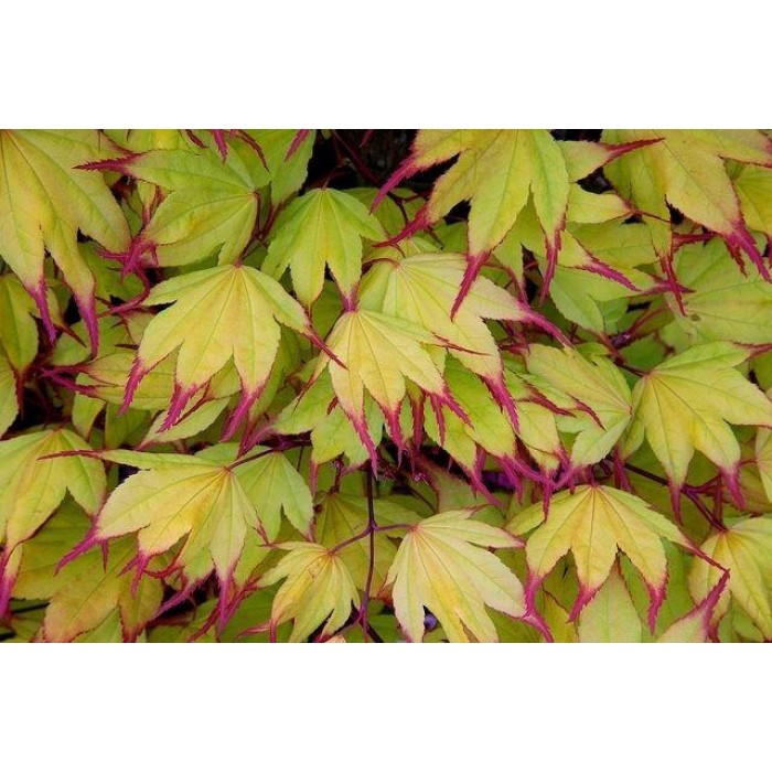 Acer palmatum Tsuma-gaki - Rare Japanese Maple - Large Plant