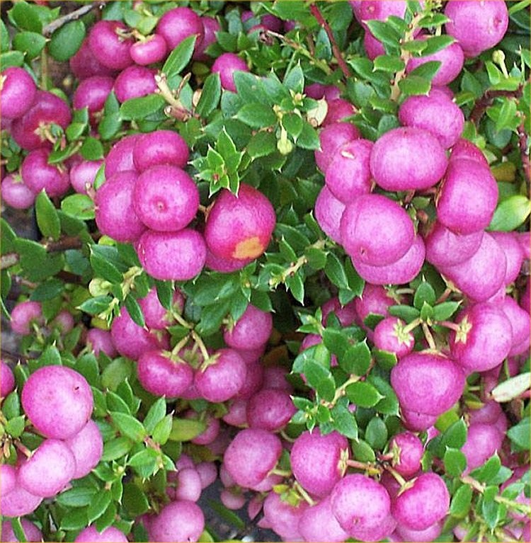 Pernettya mucronata purple pink berry evergreen shrub hi-res stock