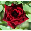 Large 6-7ft Specimen - Climbing Rose Guinee - Deep Velvet Red